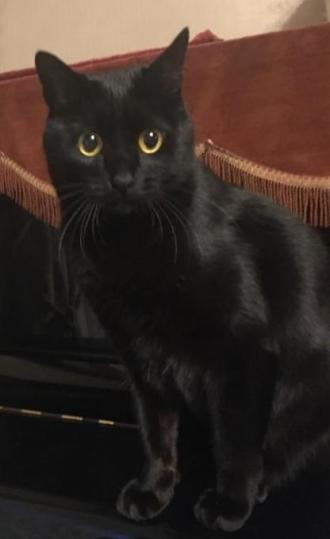猫逸走29番1