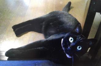 猫逸走29番2