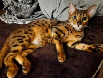 猫逸走32番1
