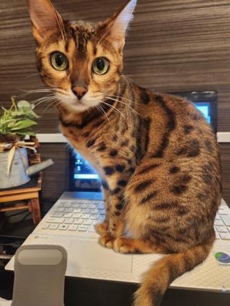 猫逸走32番2