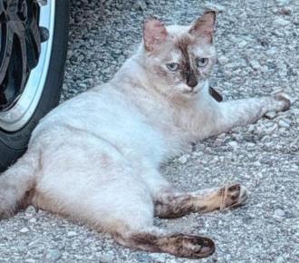 猫逸走34番
