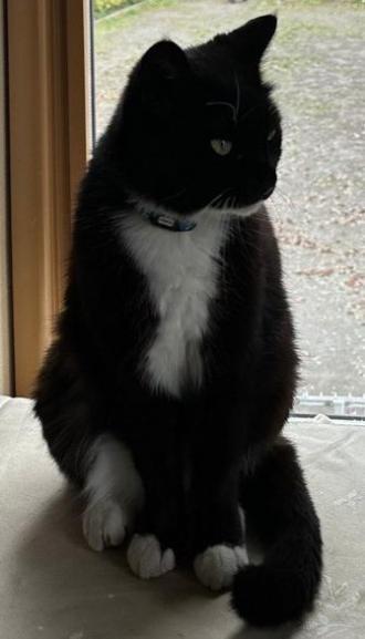猫逸走35番1