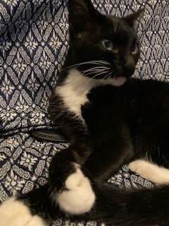 猫逸走35番2