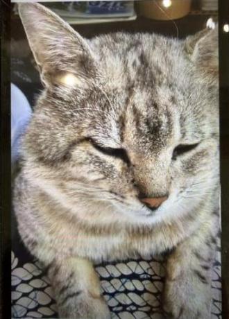 猫逸走38番