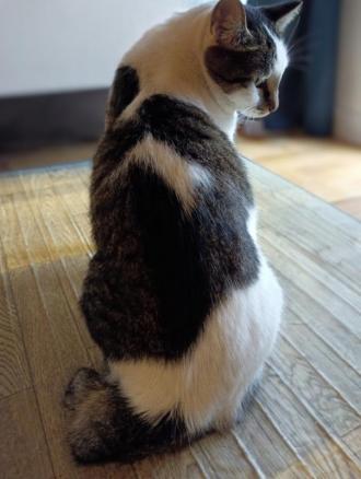 猫逸走43番2