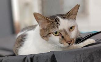 猫逸走43番1
