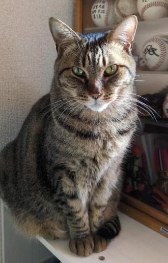 猫逸走44番1