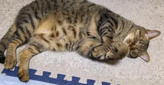 猫逸走44番2