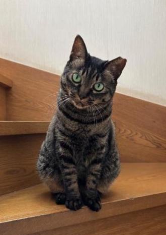 猫逸走46番1
