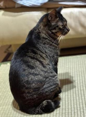 猫逸走46番2