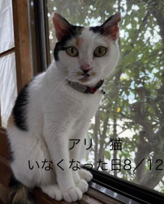 猫逸走47番1