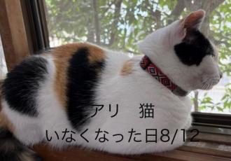 猫逸走47番2