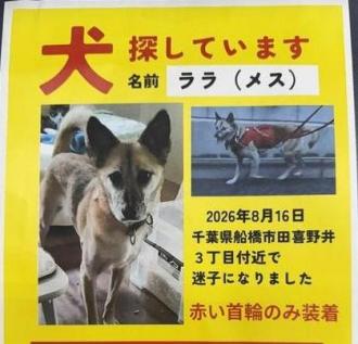 犬逸走15番