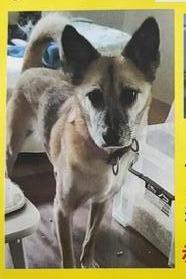 犬逸走15番2