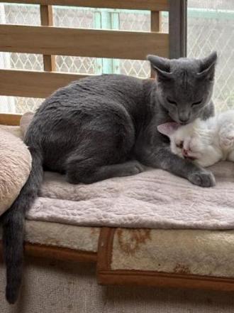 猫逸走48番1