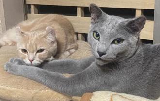 猫逸走48番2