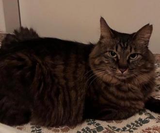 猫逸走49番1