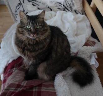 猫逸走49番2