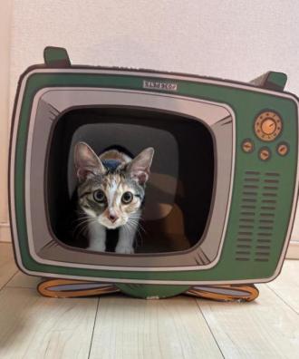 猫保護11番