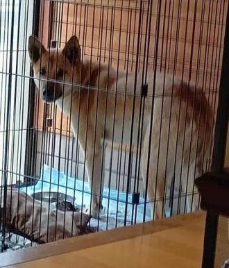 犬逸走19番の1