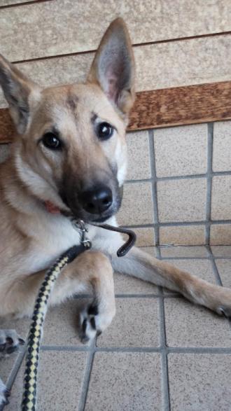 犬逸走19番の2