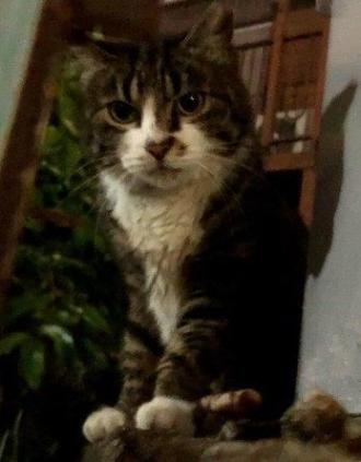 猫逸走61番1