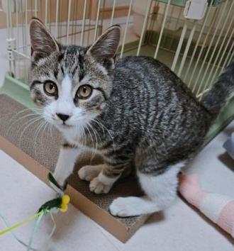 猫保護15番1