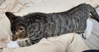 猫保護15番2