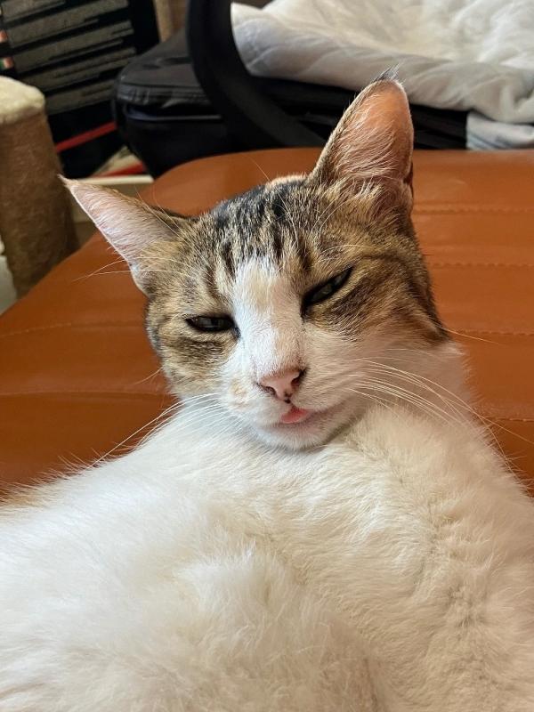 ネコイッソウ55