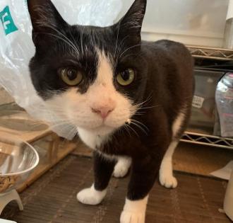 猫逸走27番