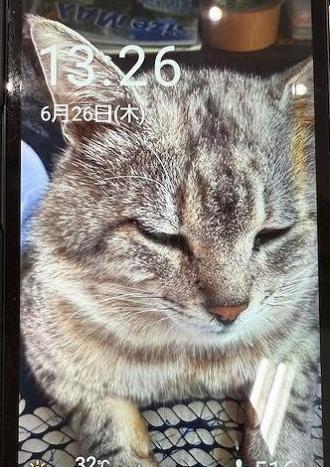 猫逸走31番