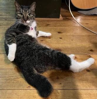 猫逸走23番