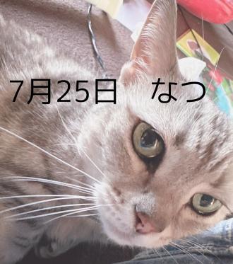 猫逸走38番
