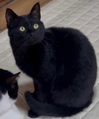 猫逸走9番