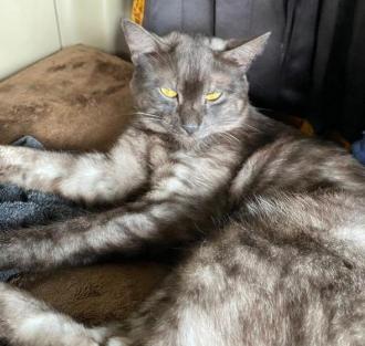 猫逸走13番1