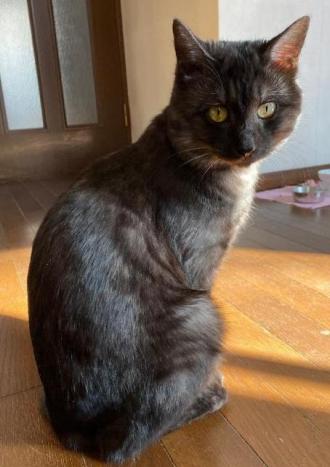 猫逸走13番2
