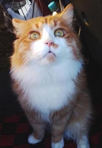 猫逸走14番1