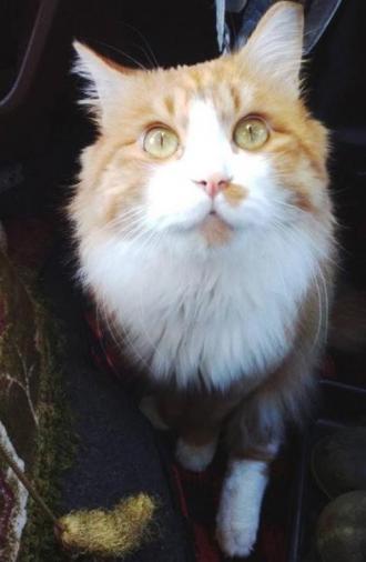 猫逸走14番2
