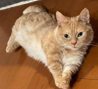 猫逸走15番1