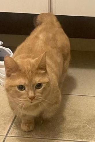 猫逸走15番2