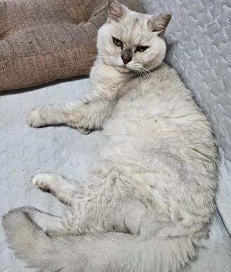 猫逸走19番1