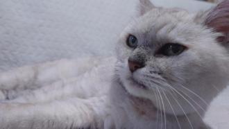 猫逸走19番2