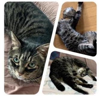 猫逸走22番