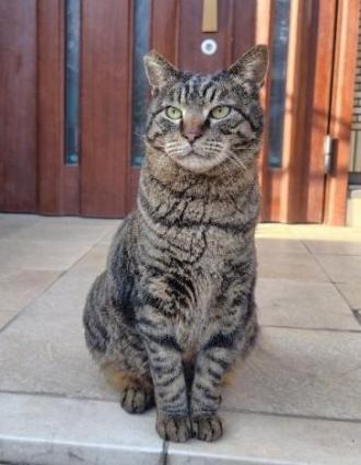 猫逸走24番1