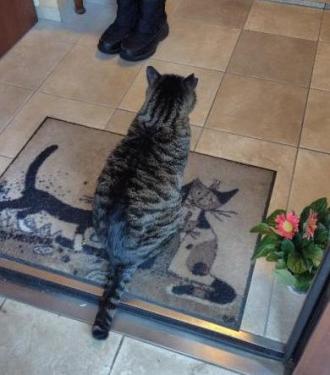 猫逸走24番2