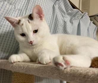 猫逸走25番