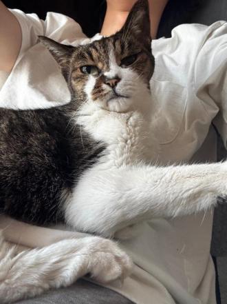 猫逸走26番1