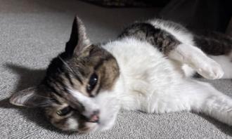猫逸走26番2