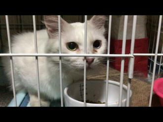 猫保護6番