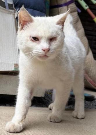 猫逸走40番1